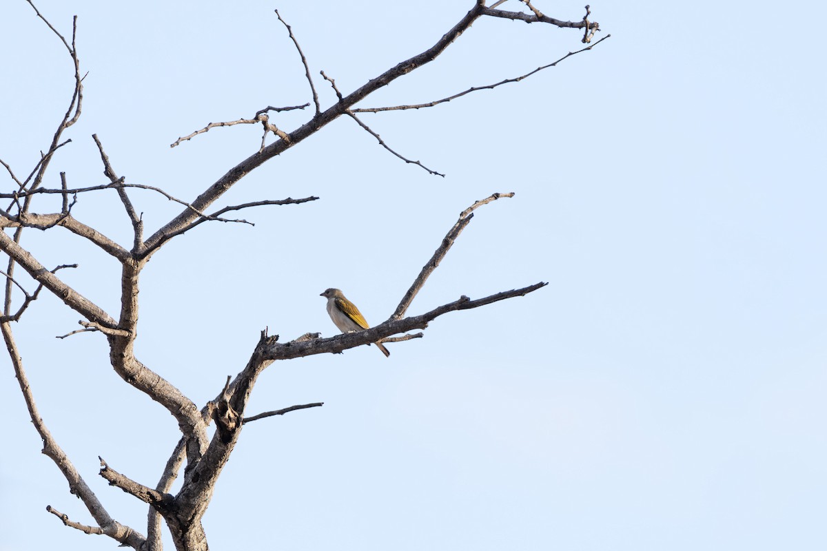 Lesser Honeyguide - ML645518939