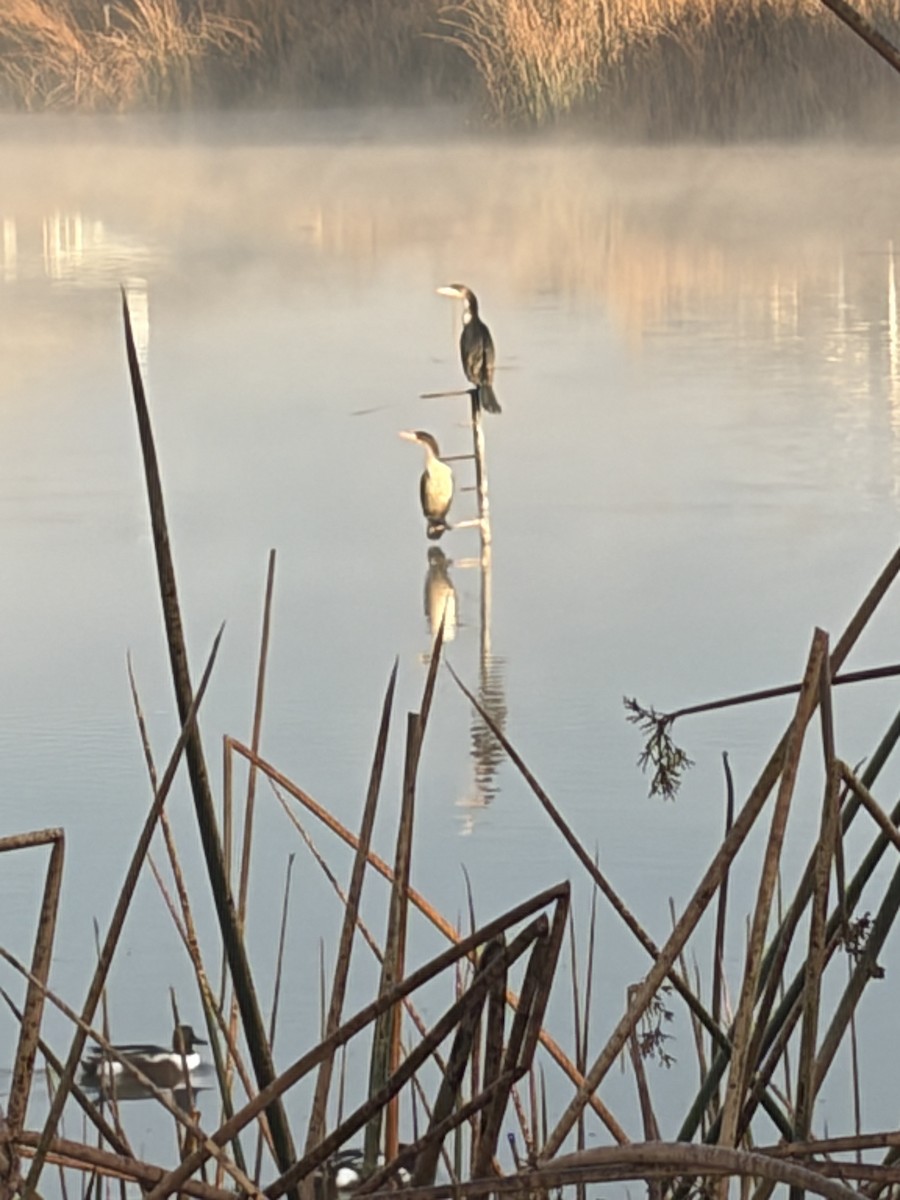 Double-crested Cormorant - ML645518940