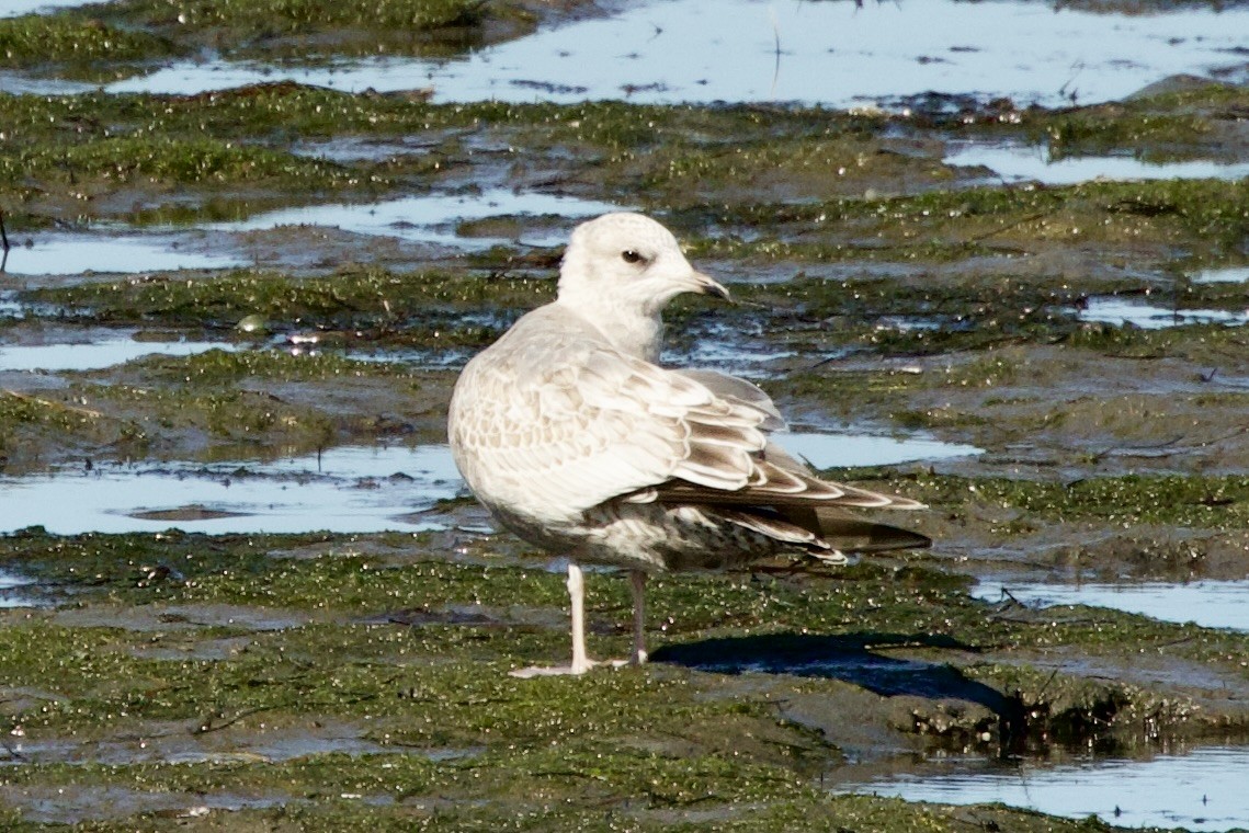 Short-billed Gull - ML645518941