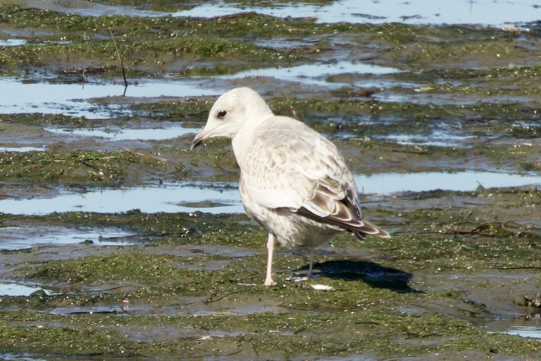 Short-billed Gull - ML645518942