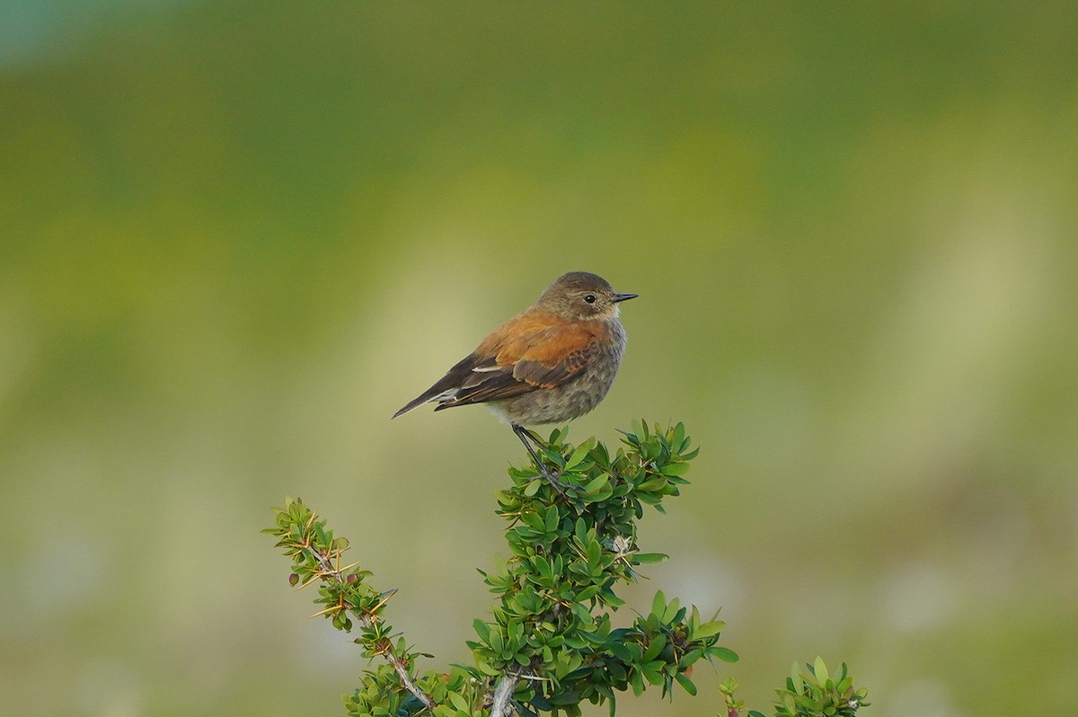 Austral Negrito - ML645518944