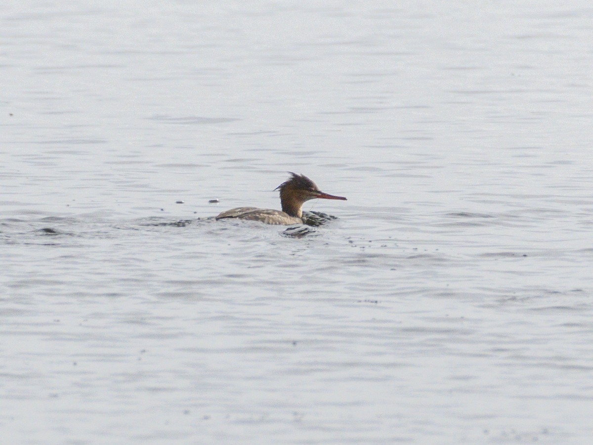 Red-breasted Merganser - ML645518945