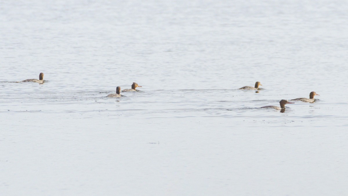 Red-breasted Merganser - ML645518946