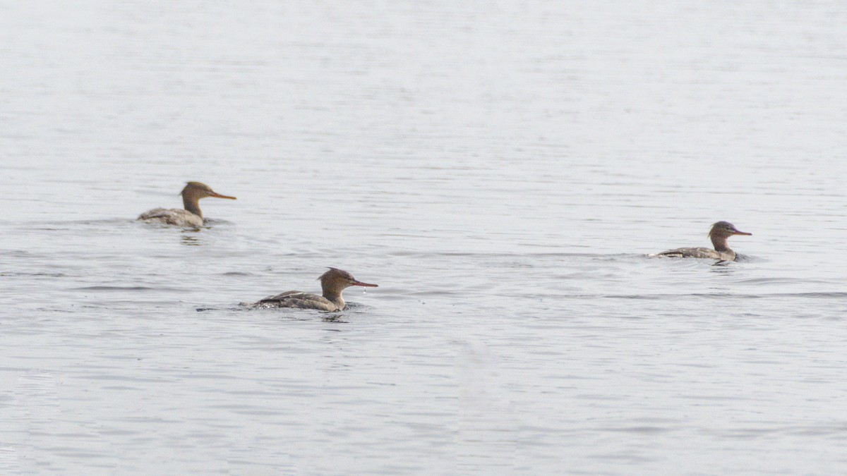 Red-breasted Merganser - ML645518947
