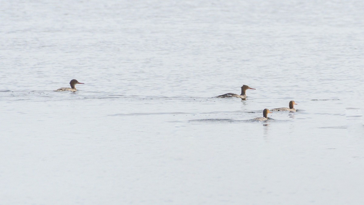 Red-breasted Merganser - ML645518948