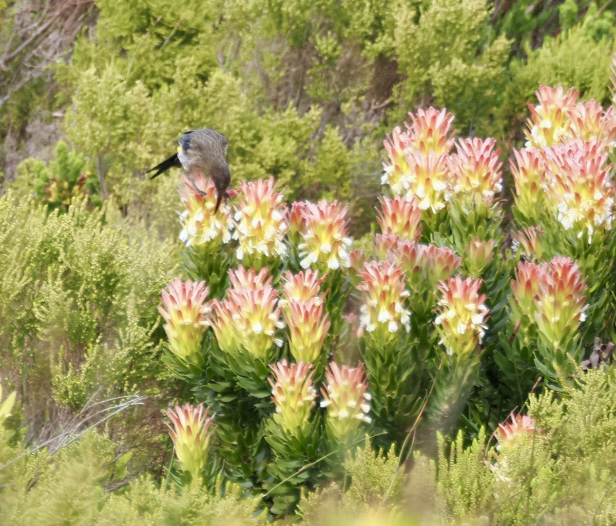 Cape Sugarbird - ML645518949