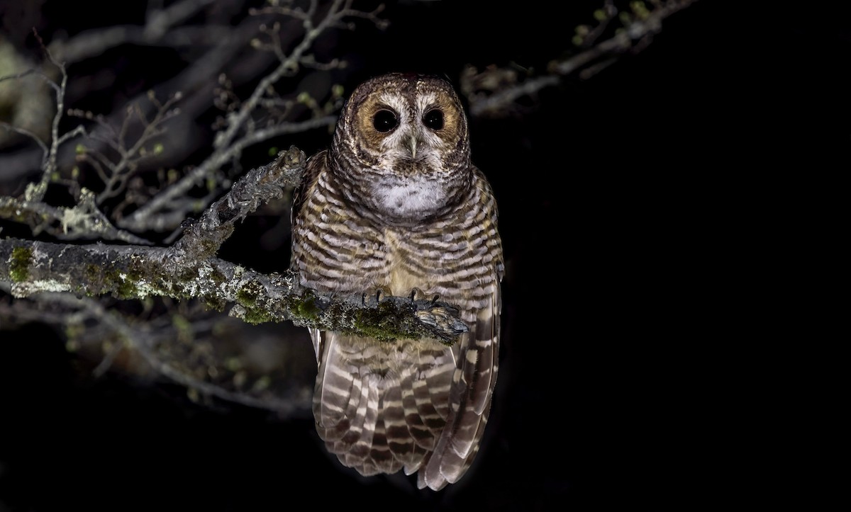 Rufous-legged Owl - ML645518951