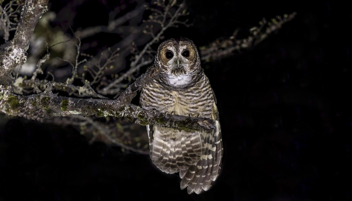 Rufous-legged Owl - ML645518952