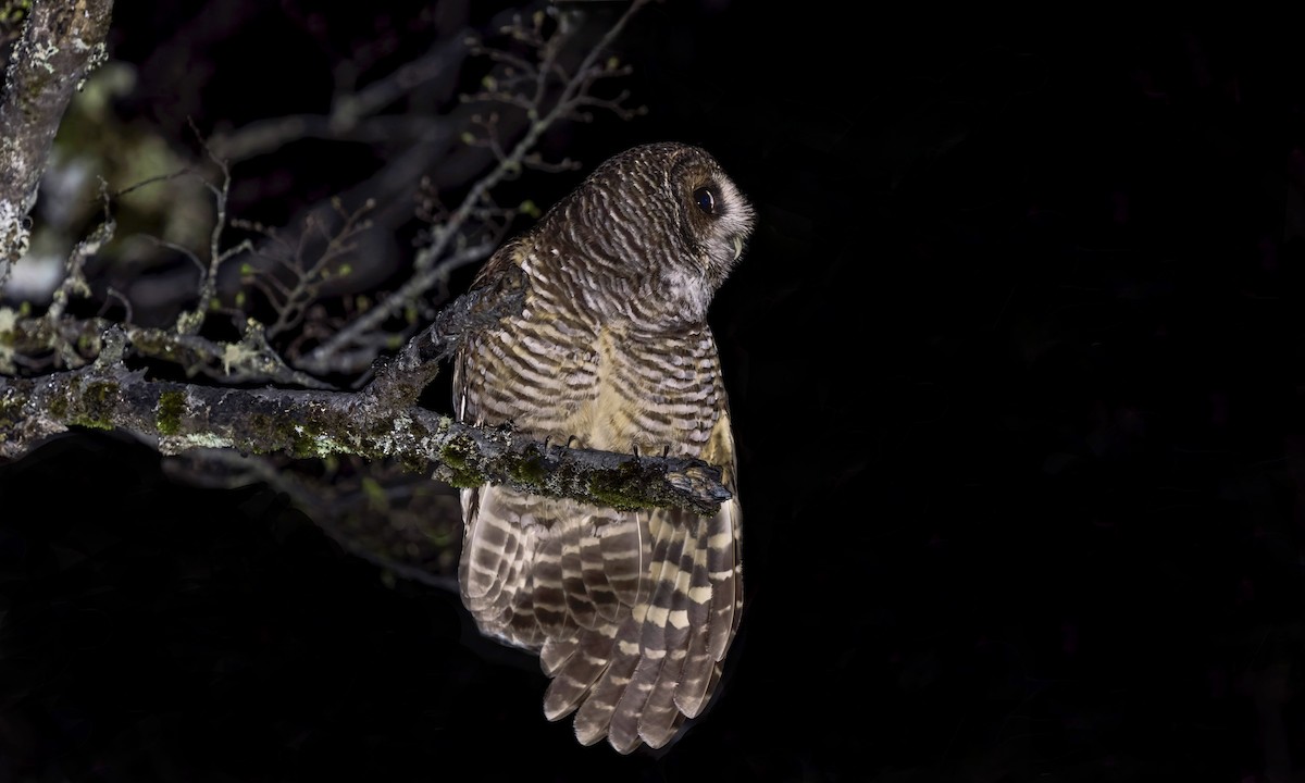 Rufous-legged Owl - ML645518953