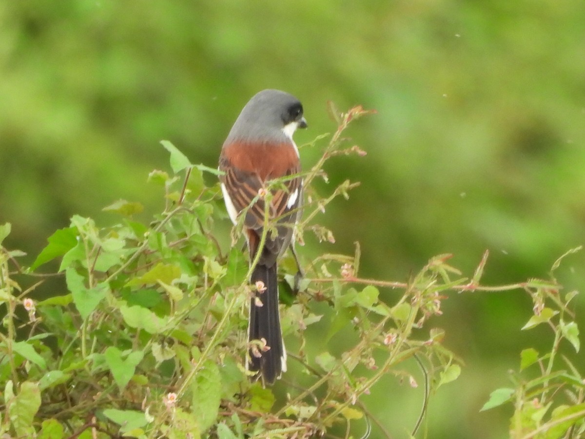 Burmese Shrike - ML645518957