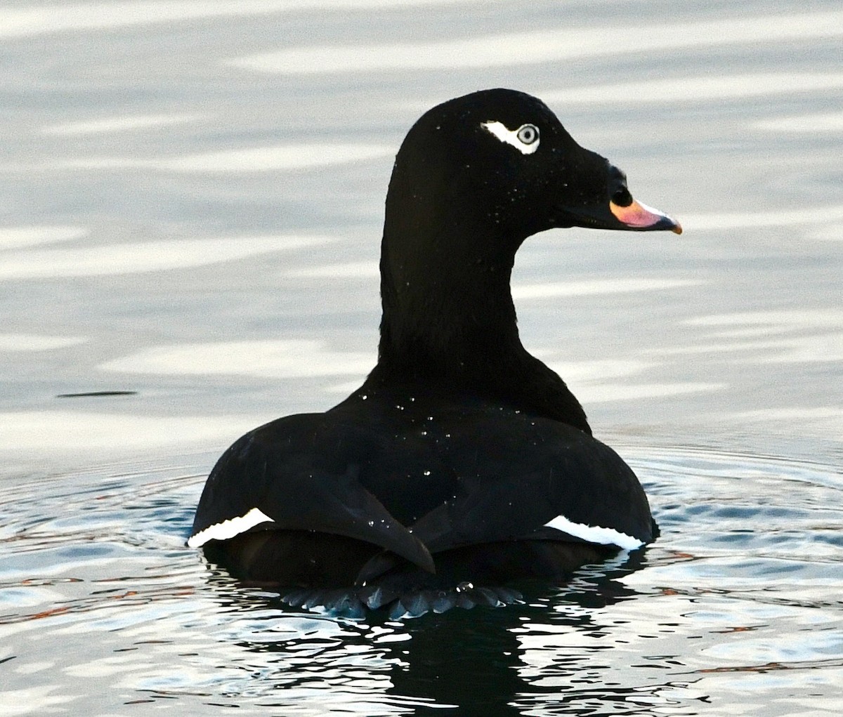 White-winged Scoter - ML645518958
