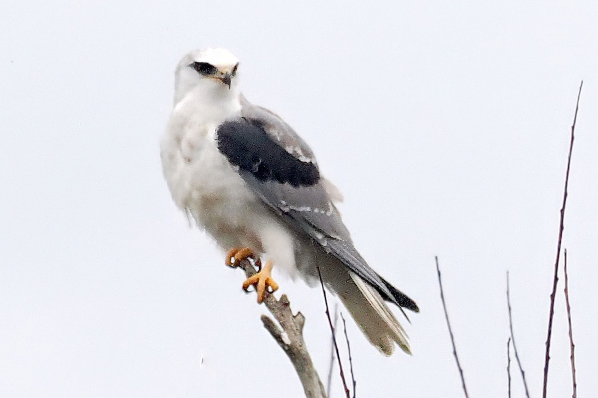 White-tailed Kite - ML645518961