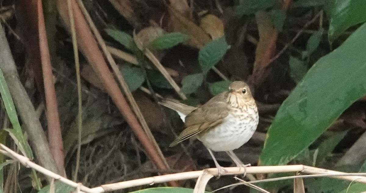 Swainson's Thrush - ML645518962