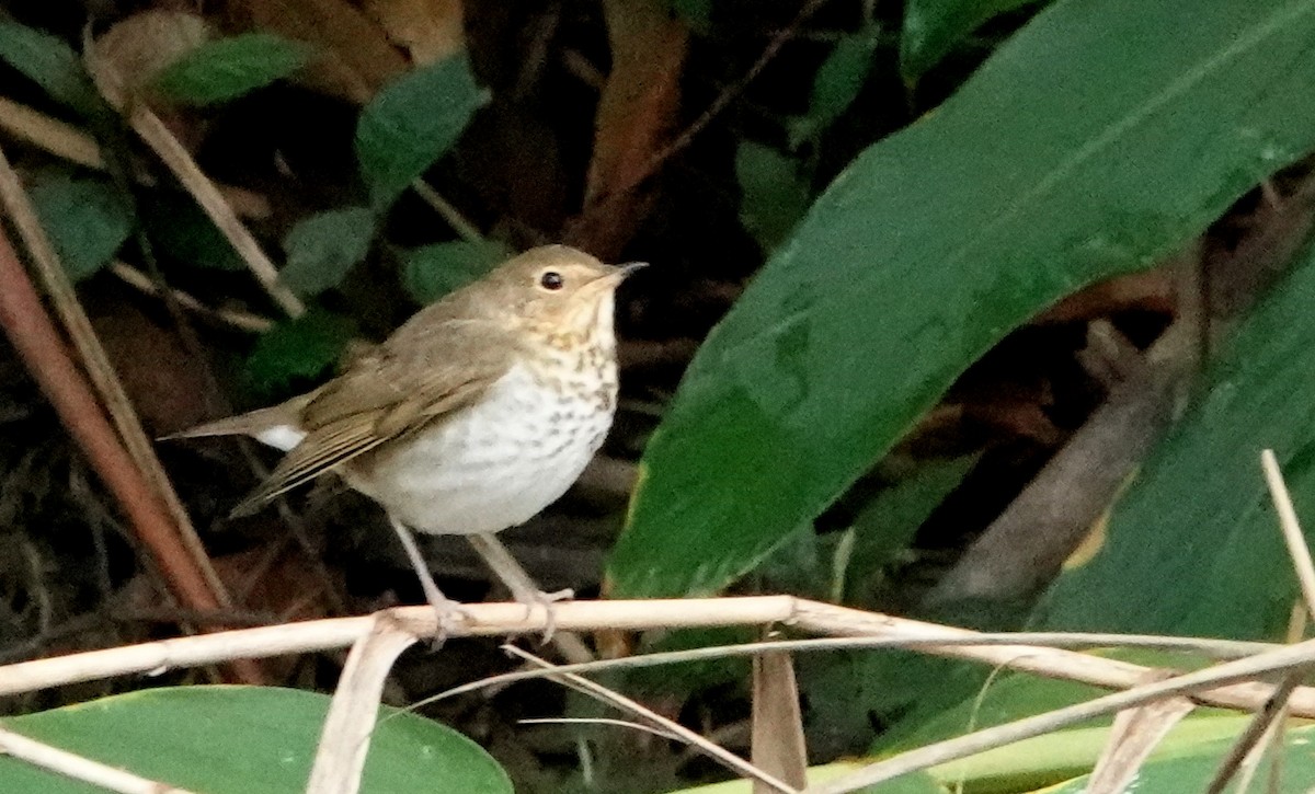 Swainson's Thrush - ML645518963