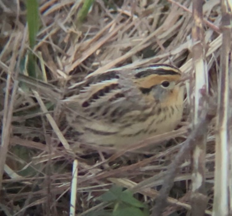 LeConte's Sparrow - ML645518965