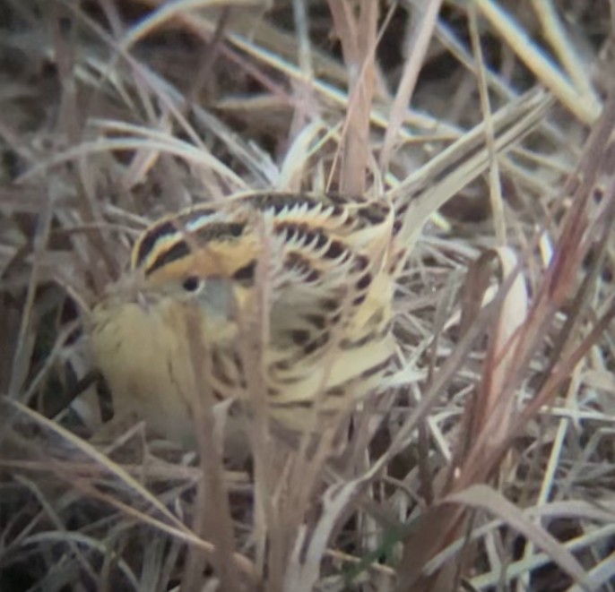 LeConte's Sparrow - ML645518966
