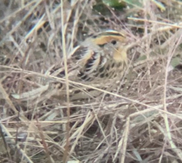 LeConte's Sparrow - ML645518967