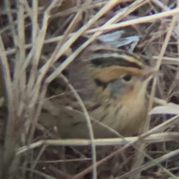 LeConte's Sparrow - ML645518968
