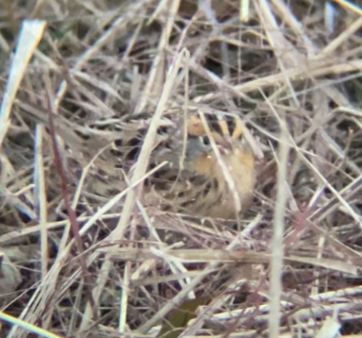 LeConte's Sparrow - ML645518969