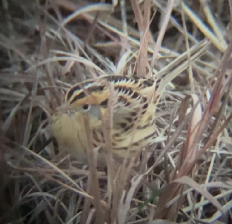LeConte's Sparrow - ML645518970