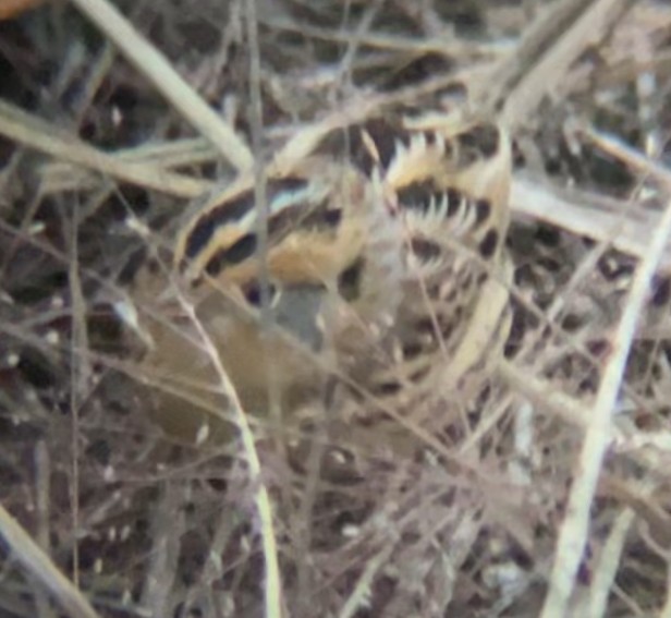 LeConte's Sparrow - ML645518971