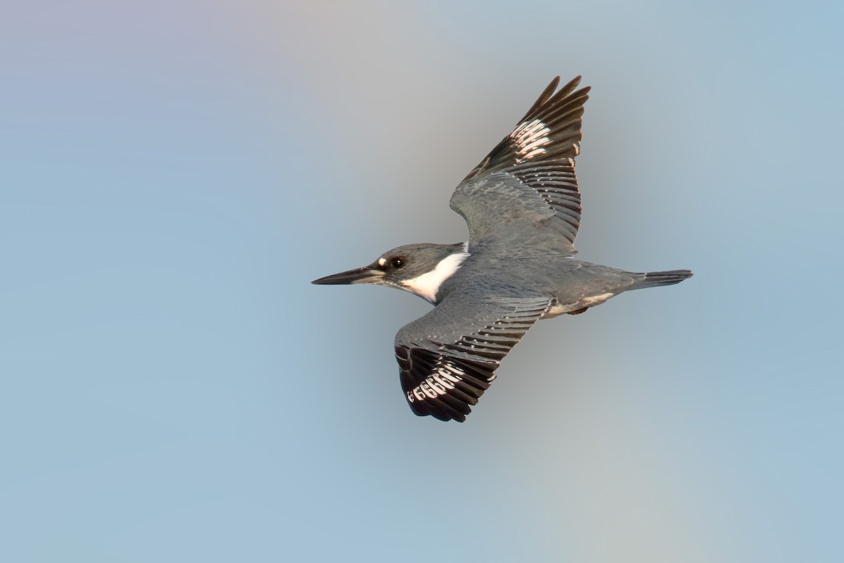 Belted Kingfisher - ML645518975