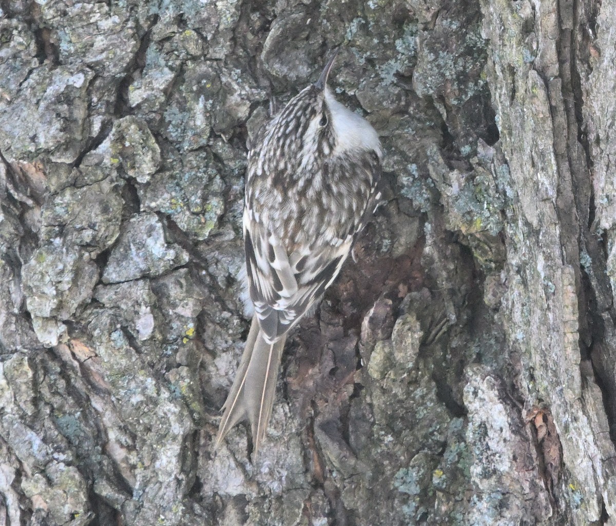 Brown Creeper - ML645518991