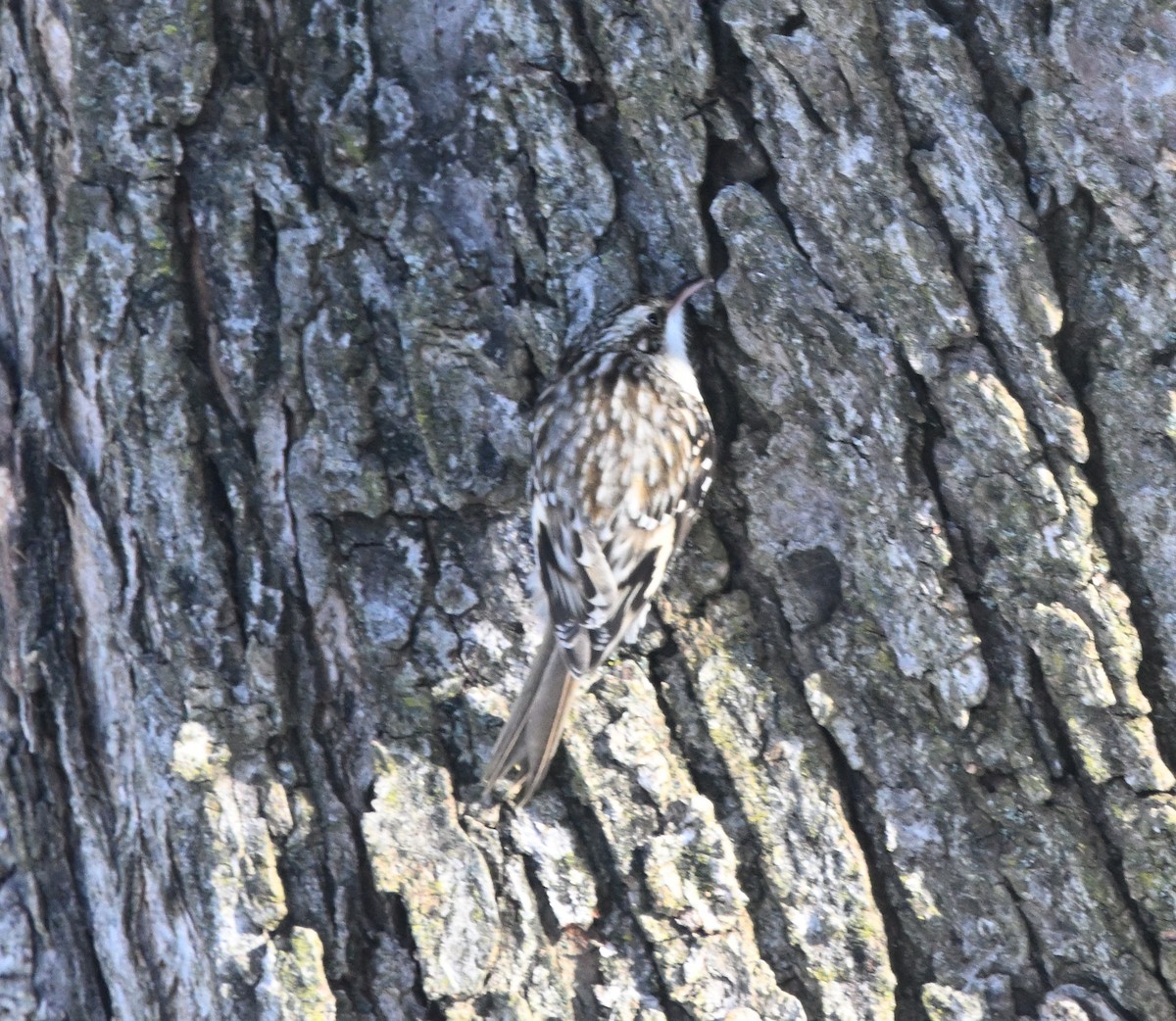 Brown Creeper - ML645518992