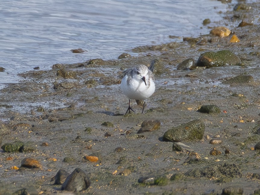 jespák písečný - ML645519005