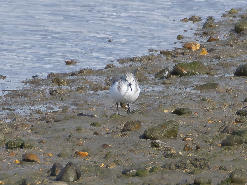 jespák písečný - ML645519006