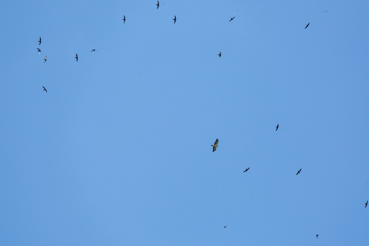 White-collared Swift - ML645519009