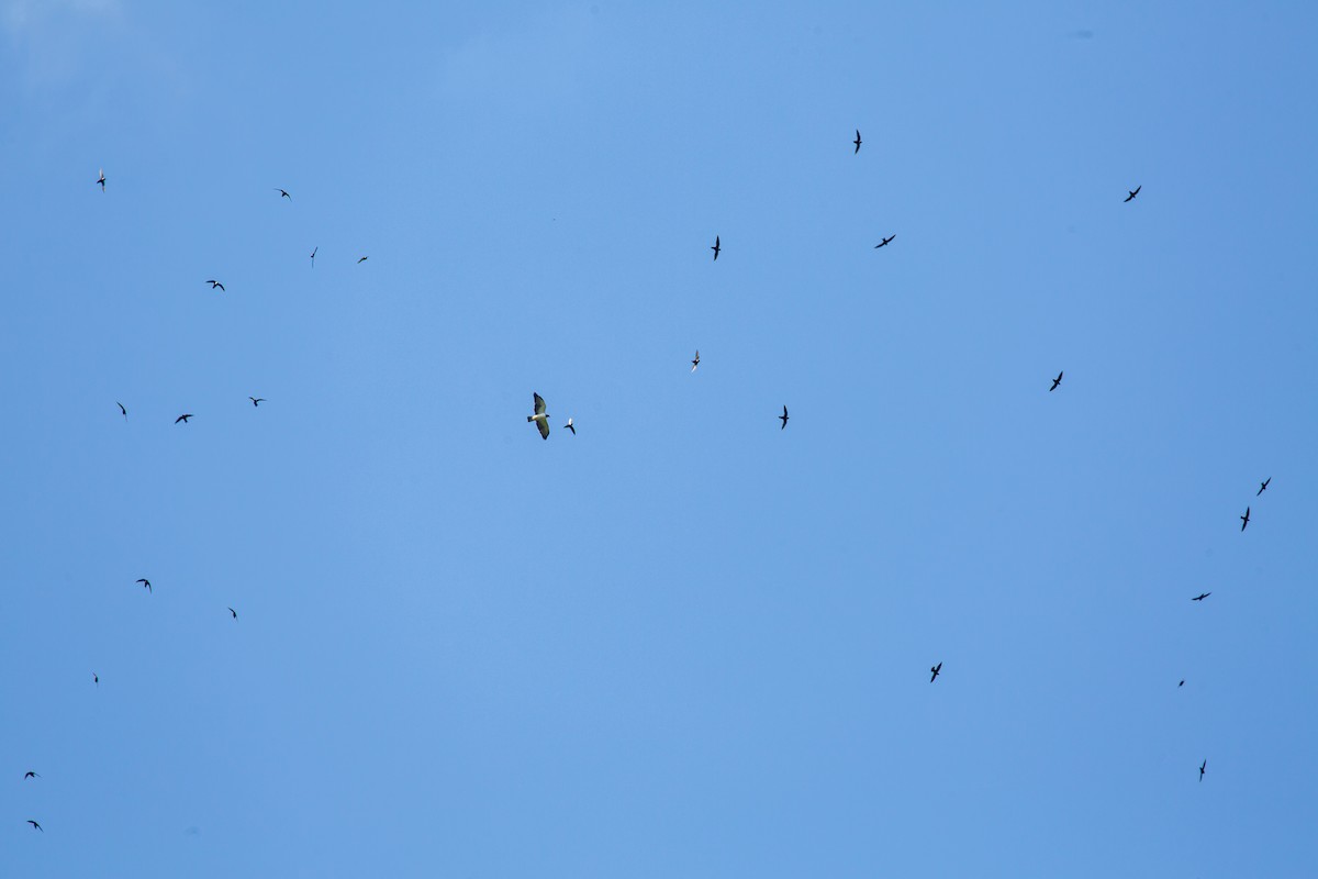 Busardo Colicorto - ML645519015