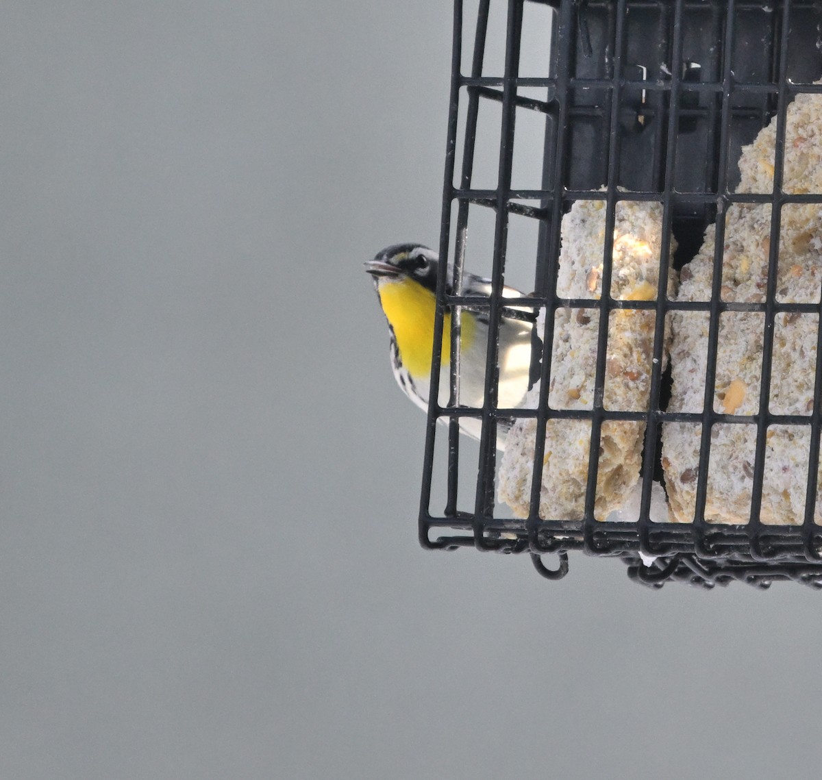 Yellow-throated Warbler - ML645519016