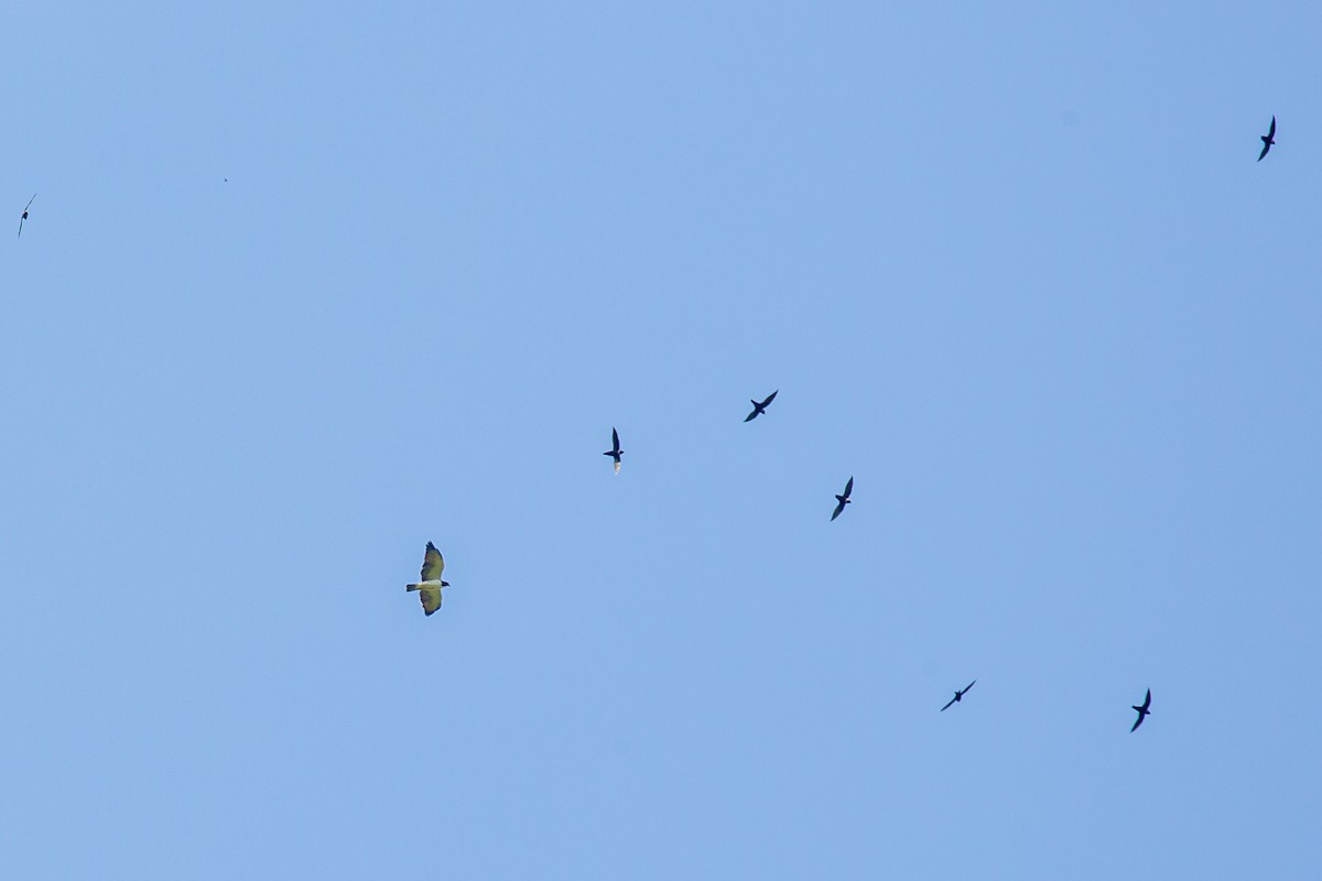 Busardo Colicorto - ML645519017