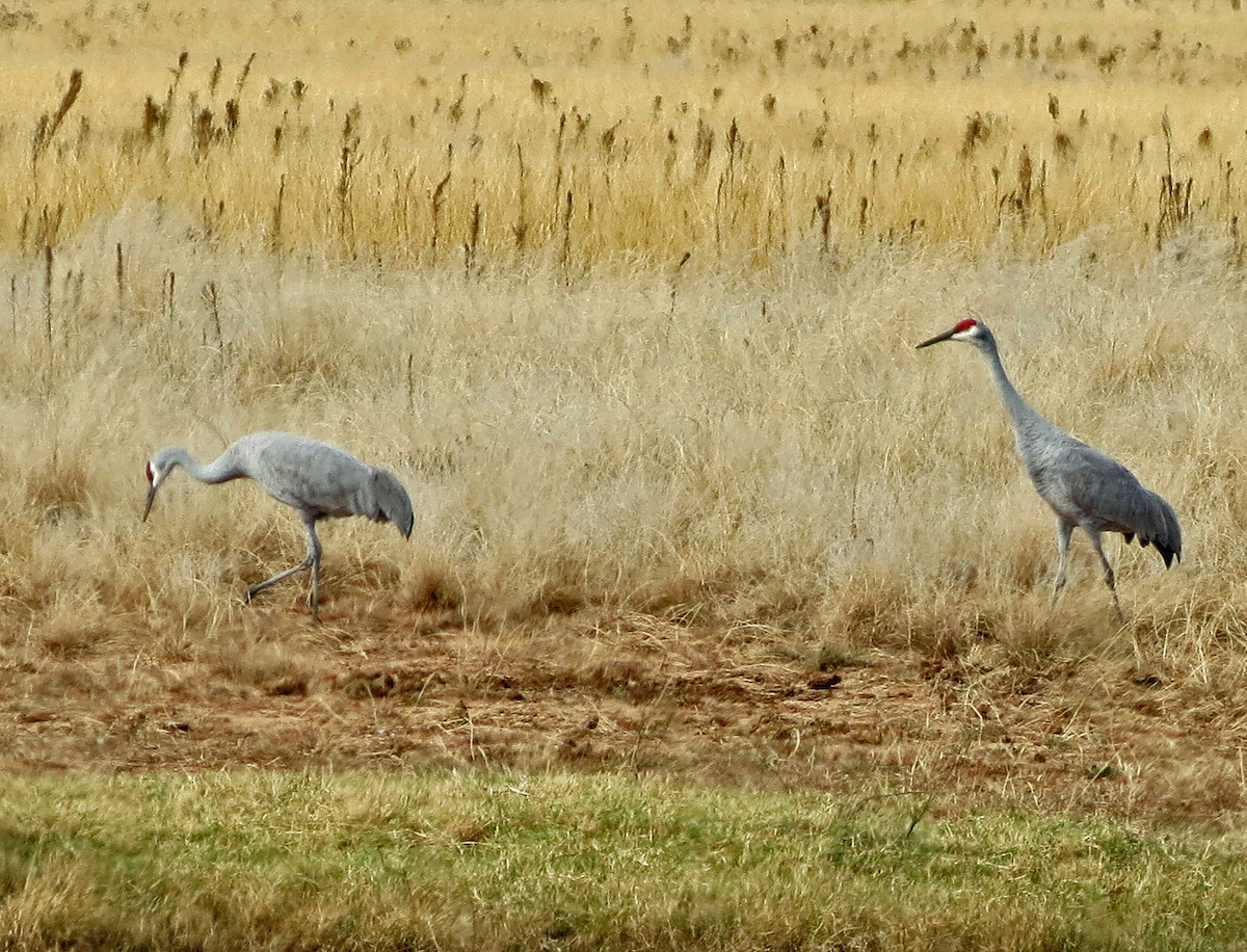 Sandhill Crane - ML645519019