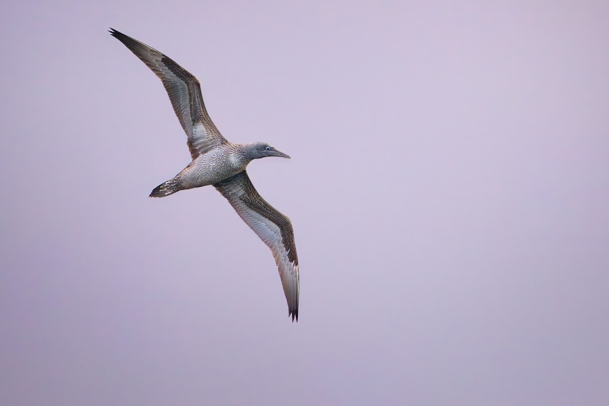 Northern Gannet - ML645519023