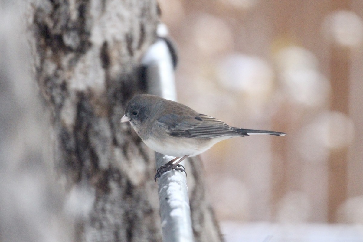 Dark-eyed Junco (Slate-colored) - ML645519039