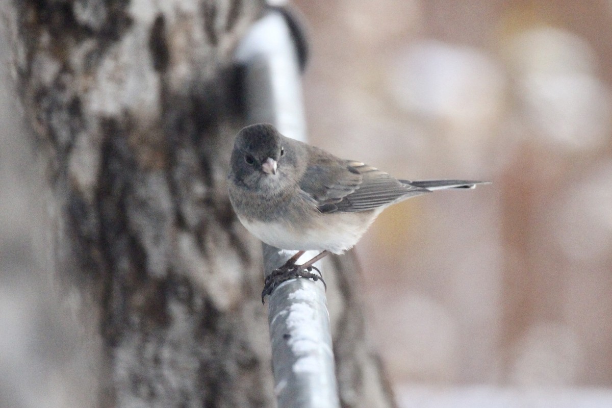 Dark-eyed Junco (Slate-colored) - ML645519040