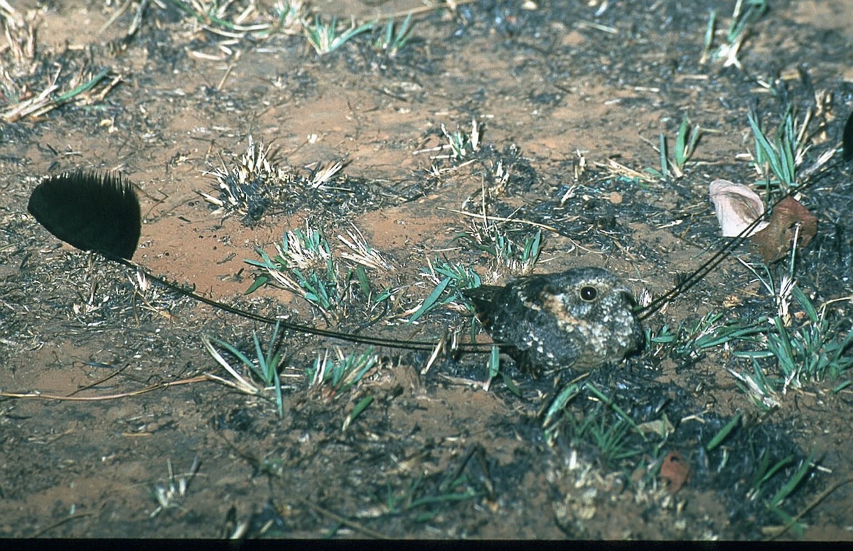 Standard-winged Nightjar - ML645519044