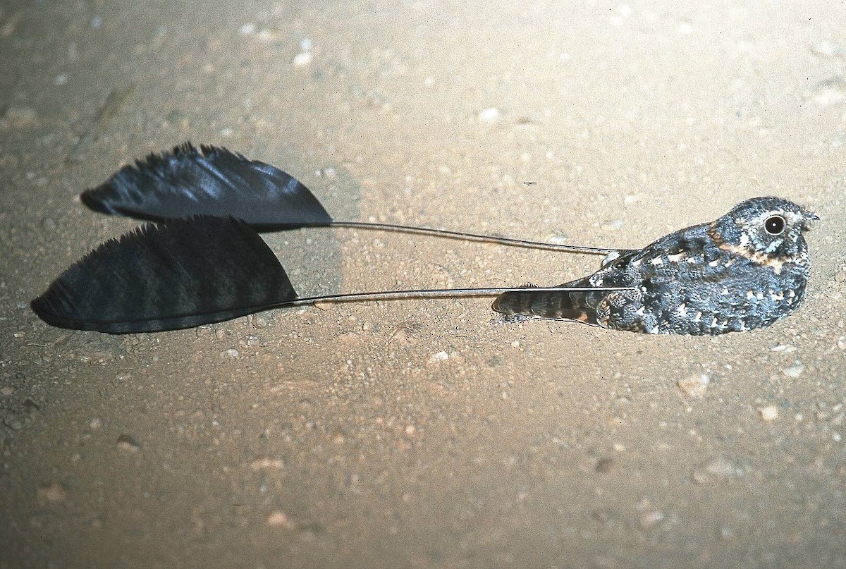 Standard-winged Nightjar - ML645519045