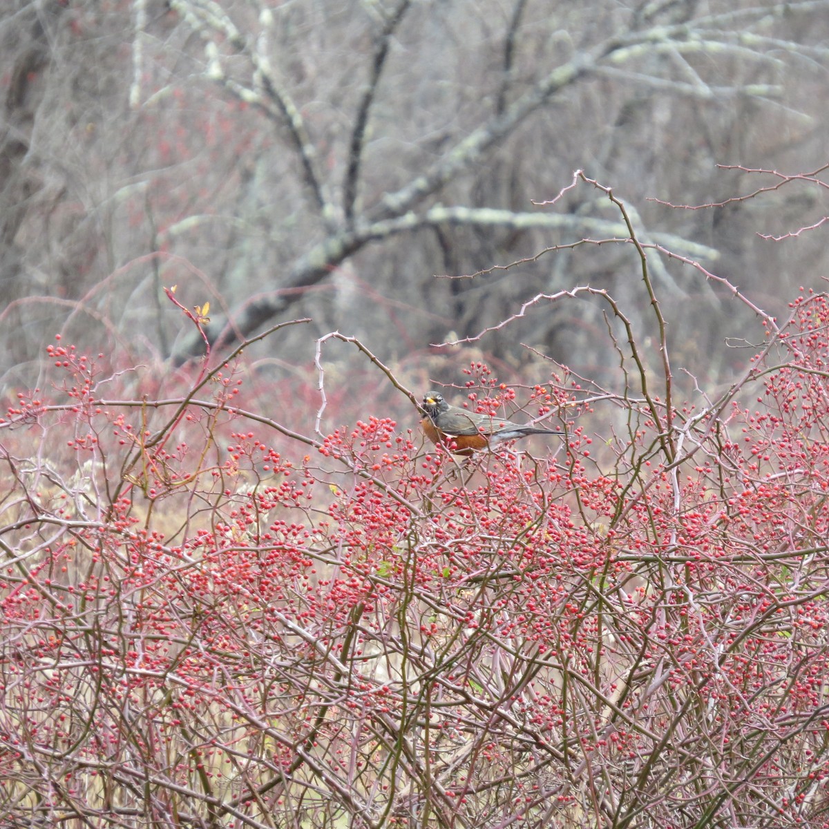 American Robin - ML645519046