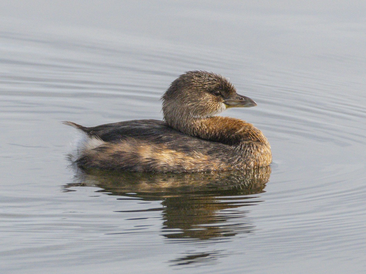 Pied-billed Grebe - ML645519047