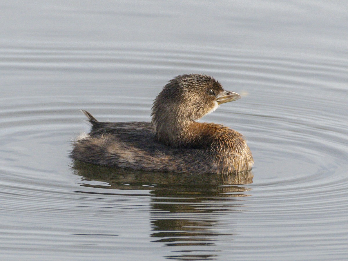 Pied-billed Grebe - ML645519048