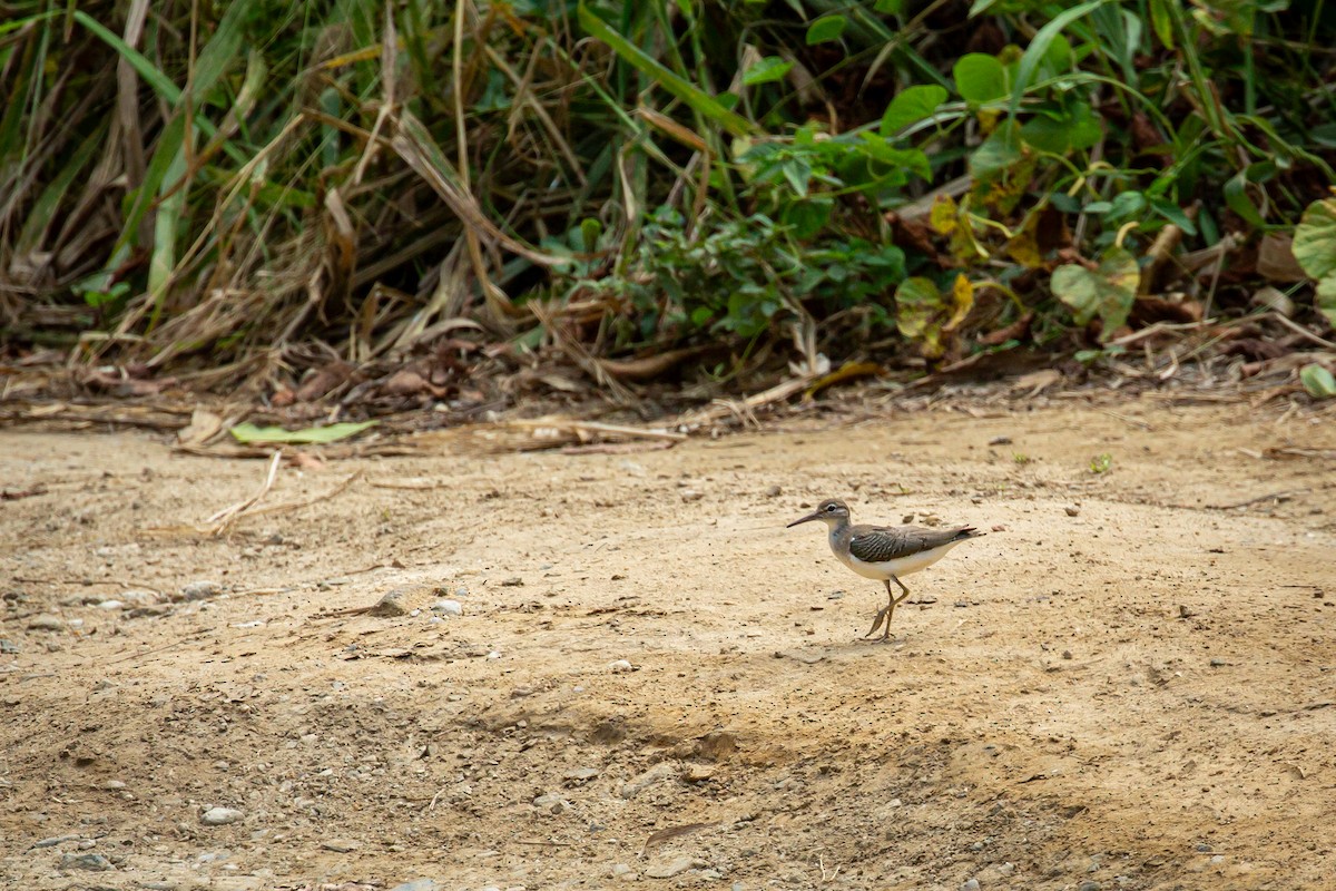 Spotted Sandpiper - ML645519049