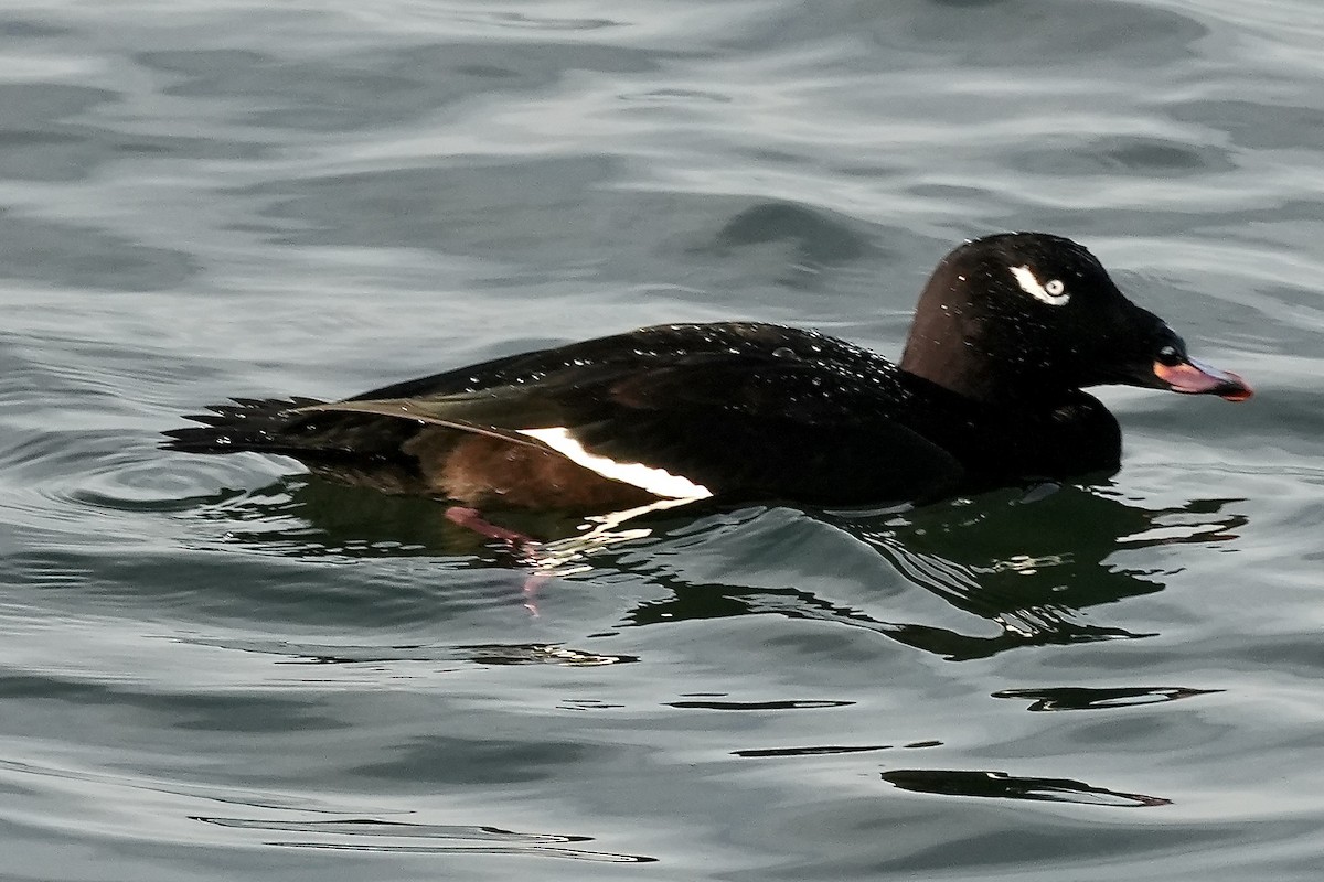 White-winged Scoter - ML645519051