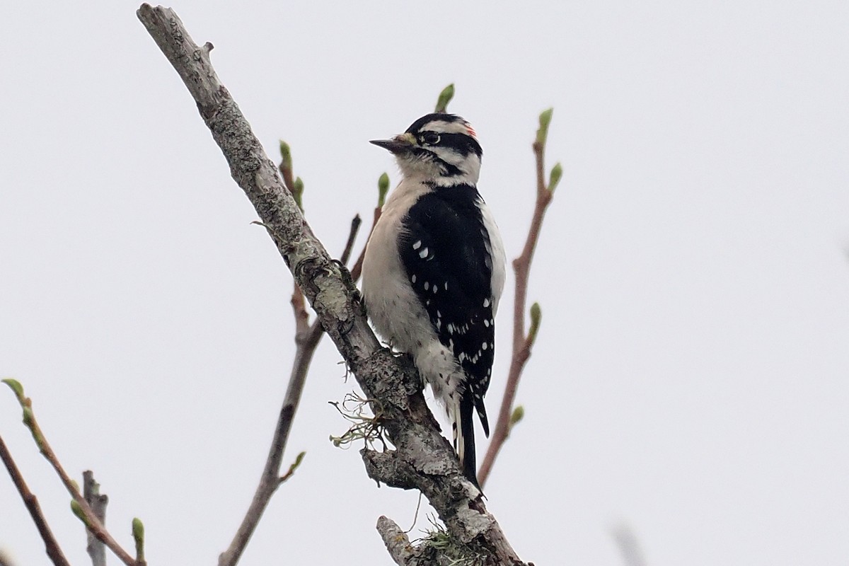 Downy Woodpecker - ML645519053