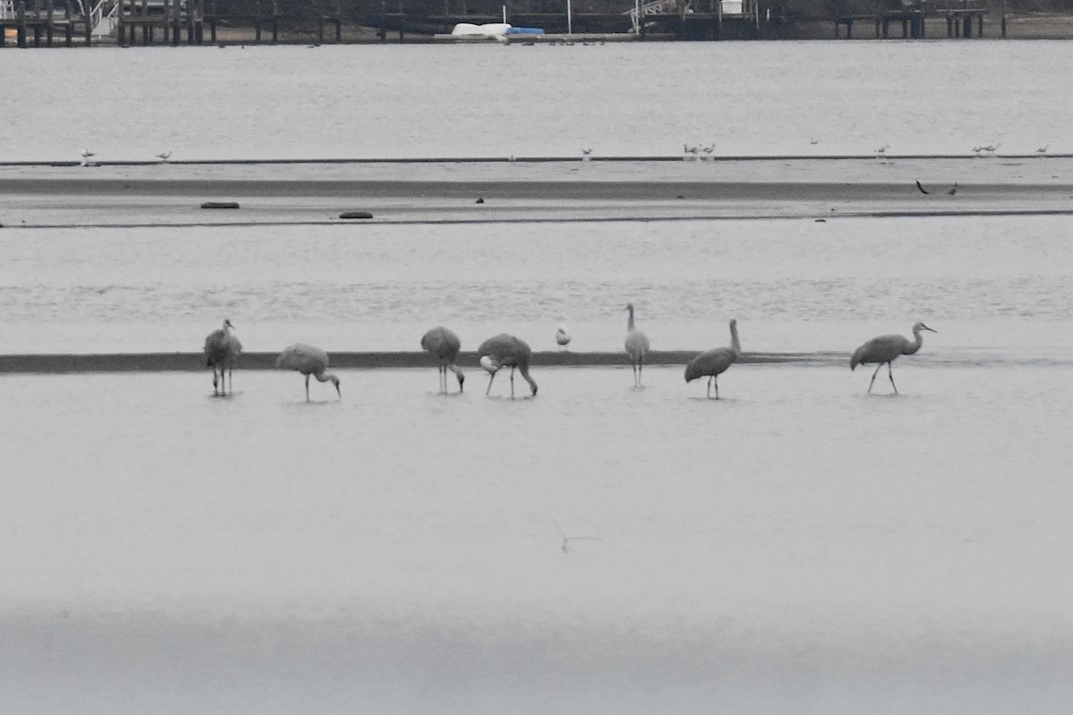 Sandhill Crane - ML645519054