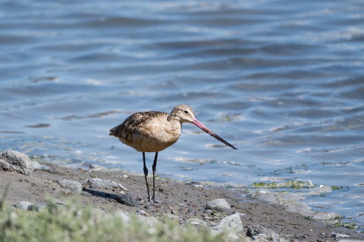 Marbled Godwit - ML645519056