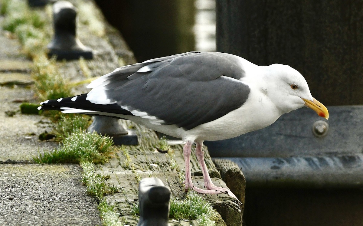 Western Gull - ML645519057