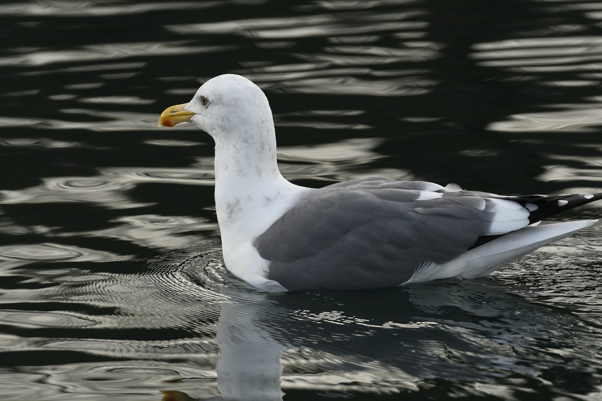 Western Gull - ML645519058